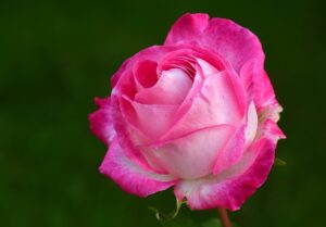 ワキガ対策に最適なクリームは柑橘系の香りが効果的なの？