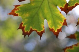 ワキガ対策に効果的なクリームの医薬部外品の特徴とは？