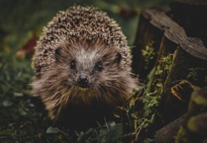 ワキガ対策に効果的なクリームは即効性がある？