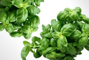 ワキガ対策に最適なクリームで匂いが残らない無香料はどれ？