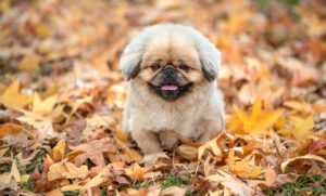 ワキガに効くクリームは安いものでも効果がある？
