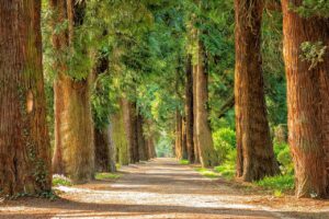 ワキガに悩むあなたへ、無臭クリームの効果的な使い方は？