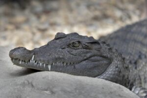 ワキガクリームの危険性とは？知っておくべきポイントは？